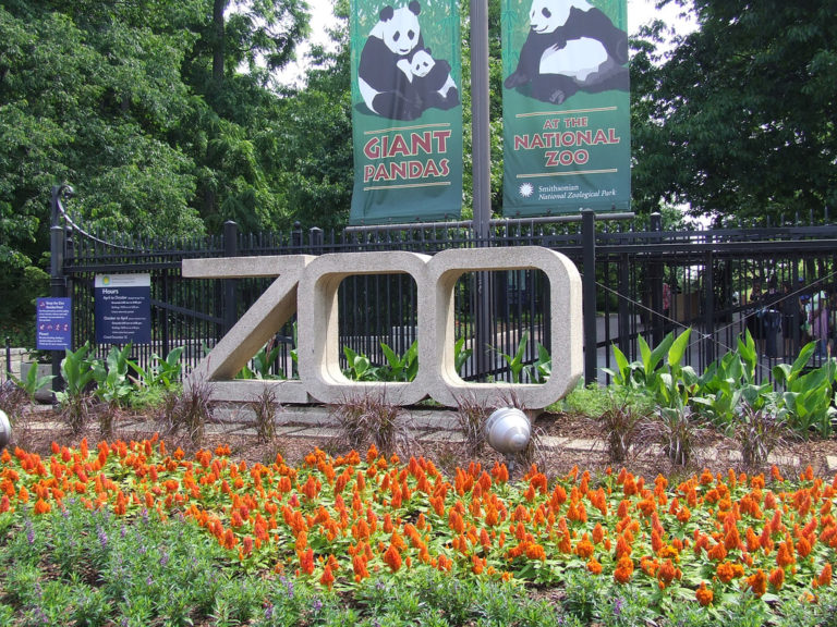 Goeldi's monkey  Smithsonian's National Zoo and Conservation